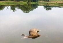 MDC asks public to report hemorrhagic disease in deer