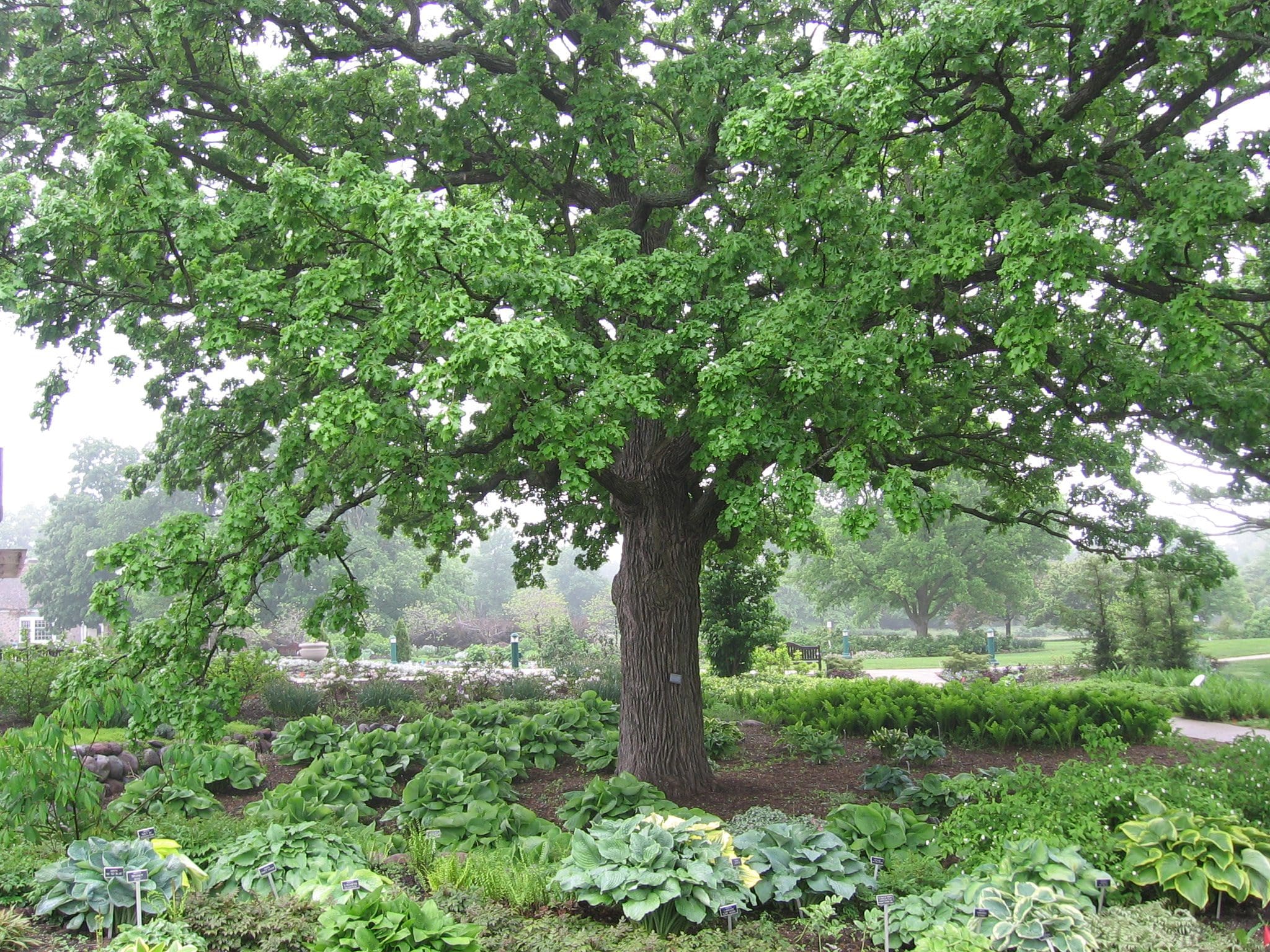 Plant and Protect Trees in Honor of Arbor Day - Carthage News Online