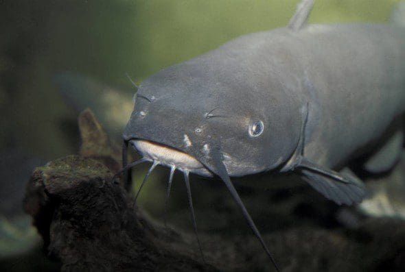 Catfish: Regulations  Missouri Department of Conservation