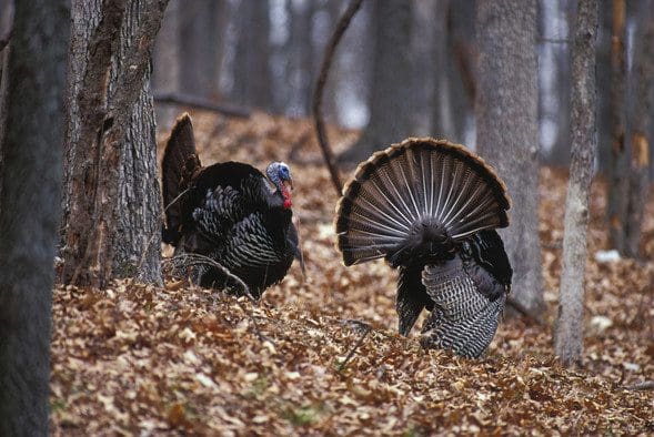 Turkey Hunting Basics Virtual Program - Carthage News Online