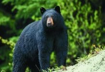 Apply for MDC elk and bear hunting permits in May