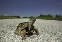 MDC encourages motorists to give turtles a brake!