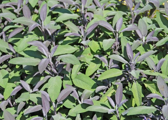 Grow Some Pain Relief in Gardens and Containers - Carthage News Online