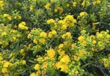 Boost Your Landscape’s Beauty with Bee-Friendly Shrubs