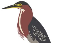 Register for 2026 Missouri Birding Challenge by April 30