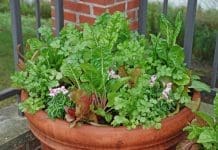 Flavorful Herb Gardens Enhance Outdoor Gatherings