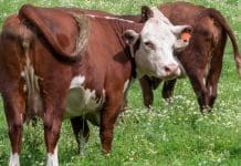 Cattle fly and tick control more important than ever