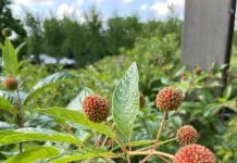 Five North American Native Shrubs for the Garden