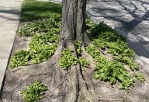 Avoid Tree Root Conflicts