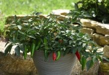 Grow, Prepare and Enjoy Hot Peppers