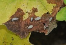 Eco-Friendly Ways to Manage Squash Bugs