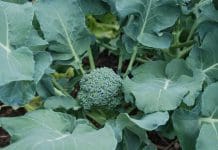 Boost Your Health and Garden’s Productivity