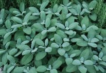 Enjoy the Flavor of Homegrown Herbs Year-Round