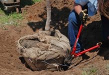 Plant a Tree for Years of Beauty & Environmental Benefits