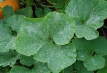 Managing Powdery Mildew on Garden and Indoor Plants